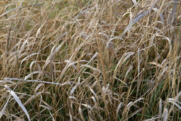 This gold colored hay is growing in a field in sunny autumn day.