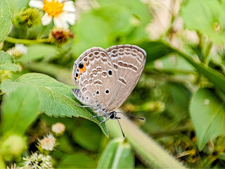 Delicate Butterfly Resting on Green Leaf.