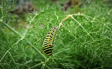 caterpillar on a leaf