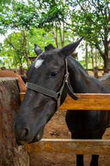 Obraz premium Close-Up of a Black Horse in a Rural Farm Environment