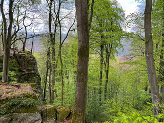 Forest with green leafy trees, mossy rocks and dry leaves on the ground in the Mullerthal region of Luxembourg