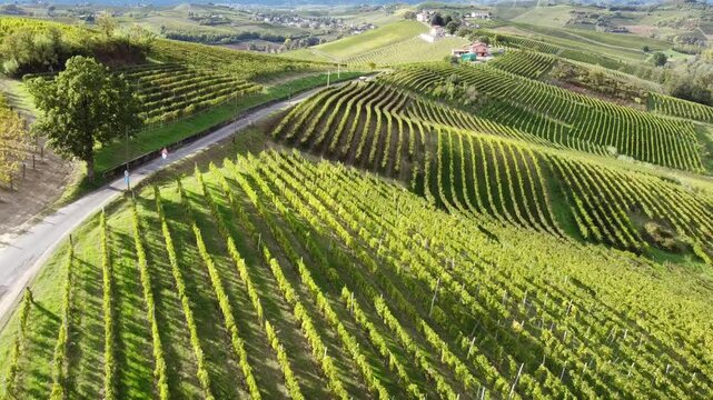 Monferrato vineyards from the drone - Casalotto location - Mombaruzzo - Asti - Piedmont - Italy