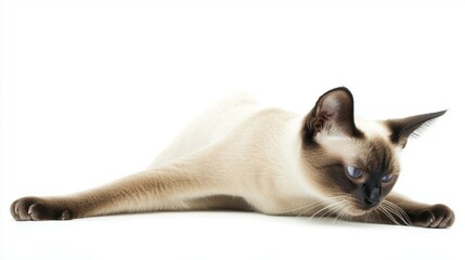 Siamese cat stretching playfully on a white background for captivating pet photography