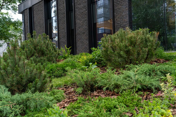 Vibrant greenery of shrubs and ground cover plants complements a contemporary building, showcasing urban landscaping techniques and design
