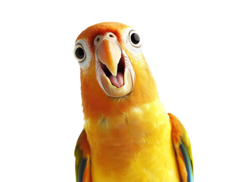 Surprised parrot with a funny and excited expression isolated on white, generated ai 