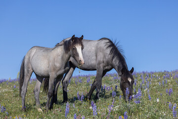 Obraz premium Wild Horses in Summer in the Pryor Mountains Montana 