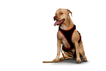 A striking portrait of a one-eyed pitbull sitting calmly, showcasing its resilience, charm, and unique beauty. A true symbol of strength and love