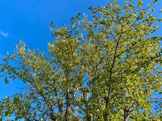 the blue sky behind the canopy