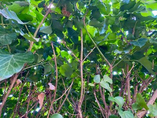 deep in the forest among the leaves