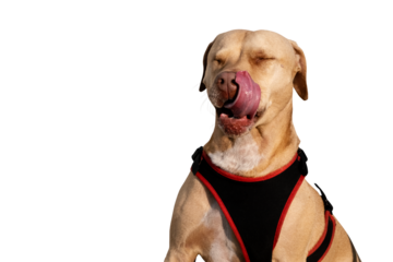 A playful pitbull caught in a fun moment, sticking its tongue out, showing its cheerful and silly side. A lighthearted capture of a lovable pet