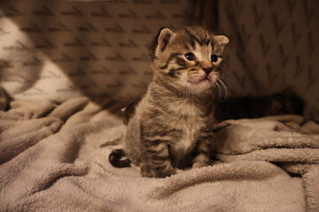 cute kitten 2 - 3 weeks old