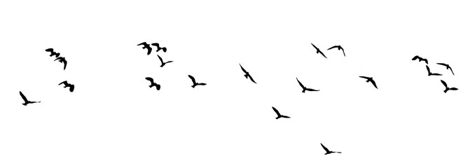 flock of birds silhouette isolated on clear background
