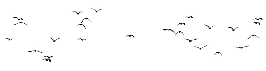 flock of birds silhouette isolated on clear background