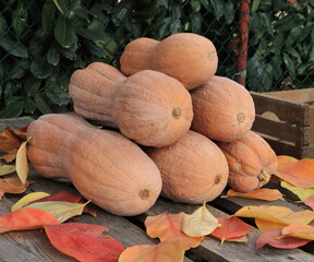 Zucca violina  autunnale