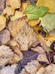 colorful autumn leaves lying on the ground