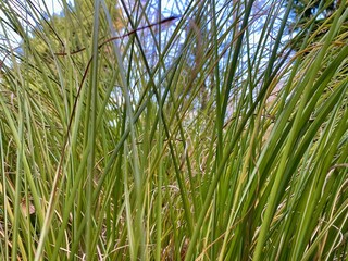 deep pampas grass in autumn