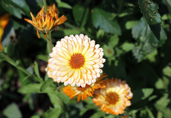 Close up of Marigold flowers, Derbyshire England
