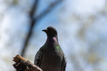 pigeon on the branch