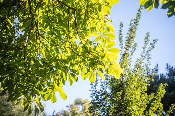 Autumnal green and yellow leaves