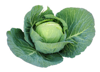 Young green head of cabbage