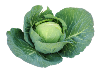 Young green head of cabbage