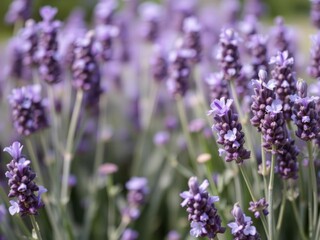Obraz premium Close up shot of vibrant lavender flowers perfect for promotional content or marketing materials, fragrant, fresh