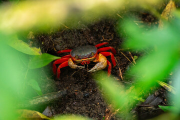 Blue crab from Costa Rica, in the mud surrounded by greenery, looking directly at the camera. Vibrant crustacean in its tropical habitat, showcasing vivid colors and natural beauty