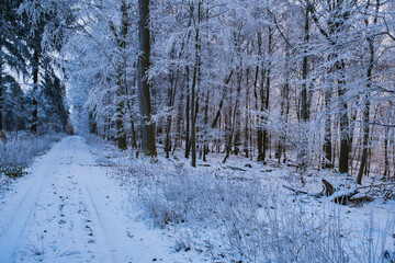 Walk through the lightly snow-covered forest in the Taunus