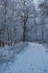 Walk through the lightly snow-covered forest in the Taunus