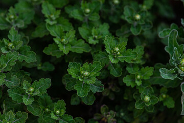 Close up of buds of Aster flowers