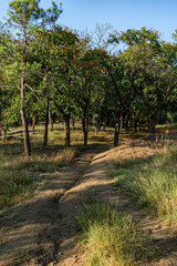 Rural road in the mountain of Georgia