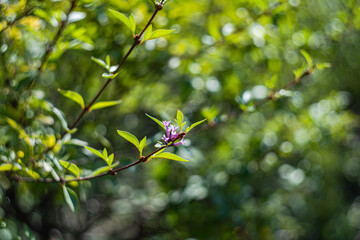 Blooming lilac plant in the garden