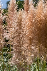 Cortaderia selloana or pampas grass outdoor