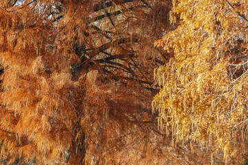 Autumn colors