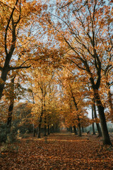 Autumn Forest with Orange Leaves in the Fall