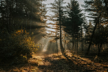 Golden Hour Sunlight Through Trees on an Autumn Forest Path