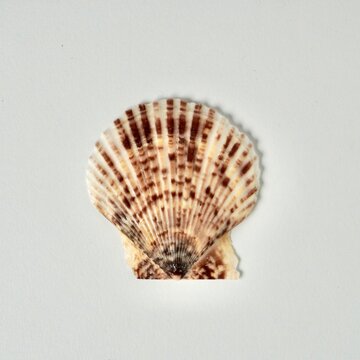 One brown fan shaped scallops or kerang kipas sea shell isolated on square white background.