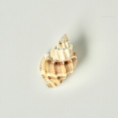 One sea snail kerang melati shell natural object isolated on white background.