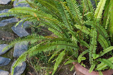 Close up of fern leaves in the garden