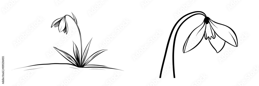 Poster an isolated snowdrop depicted in a single line on a white background. modern artwork showcasing a co
