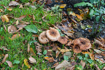 Mushrooms in the forest in autumn