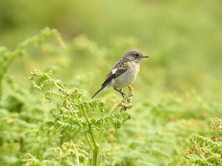 Side view of juvenile Wheatear perching on a green fern plant