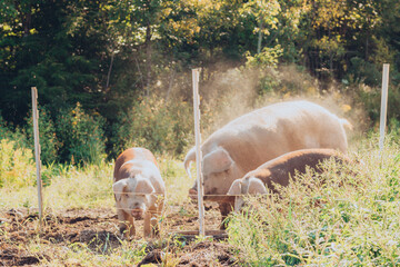 Livestock Pink Pigs in a Muddy Farm Pen