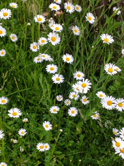 daisies in the grass