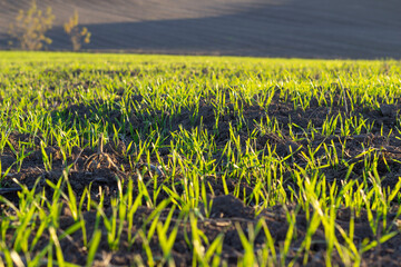 Obraz premium Field sown with winter wheat. Rye cultivation culture