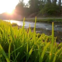 Fresh green grass in the warm light against the background of the river and sunset, midges fly