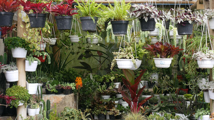 Various ornamental plants such as cacti, succulents, and various brightly colored ornamental plants are neatly arranged in black and white pots in the shop.