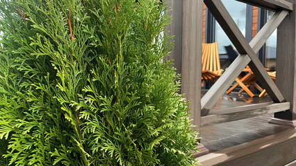 Green thujas in a country house near the terrace.