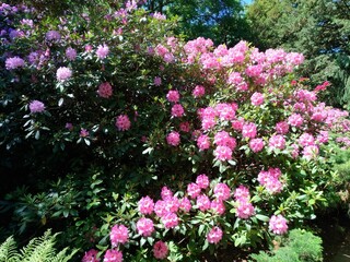 flowers in the garden