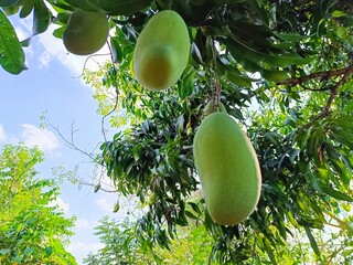 Closeup of green mangoes (Mangifera indica) on a tree with a blue sky in the background. typical fruit of guatemala